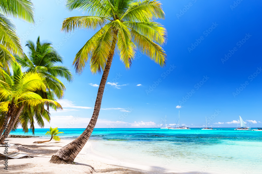 Kokosowe drzewa palmowe na białej piaskowatej plaży na morzu karaibskim, Saona wyspa, Dominikana - obrazy, fototapety, plakaty 