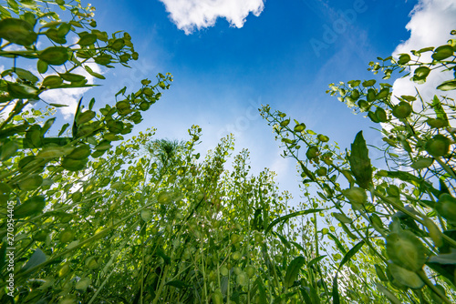 big weeds Thlaspi arvense common name field pennycress on a field close up
