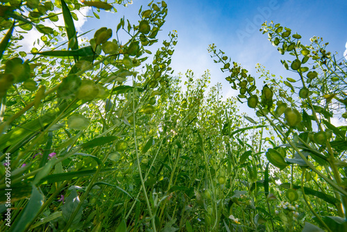 big weeds Thlaspi arvense common name field pennycress on a field close up