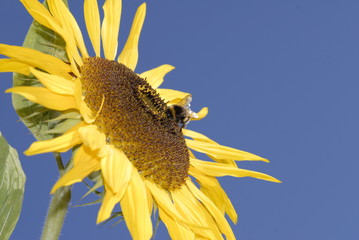 Wall Mural - Insekten und Blüten