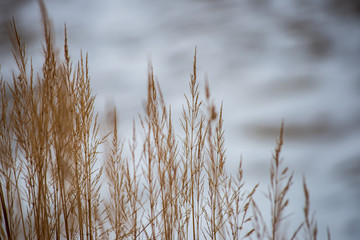 Naklejka na meble dry grass bents on blur background texture