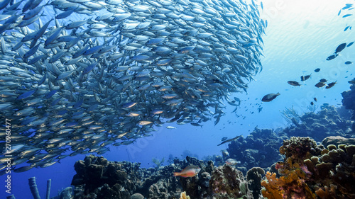 Cuadros en Lienzo Bait ball in coral reef of Caribbean Sea around Curacao
