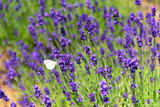 Fototapeta Lawenda - close-up violet Lavender flowers field at summer sunny day with soft focus blur background. Furano, Hokkaido, Japan