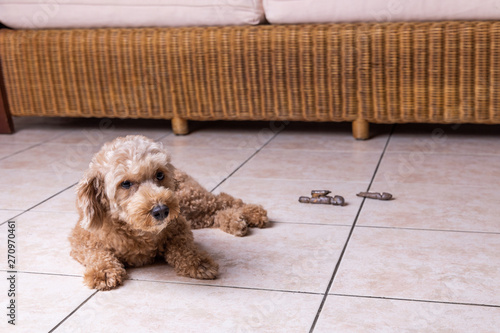 Remorseful Guilty Dog With Poop Excreted On Floor At Home Buy