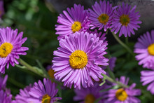 Top View Of Light Violet Flower Head Of China Aster