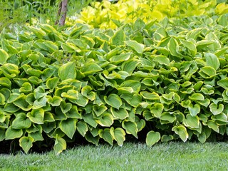 Wall Mural - hosta, funkia, decorative garden plant