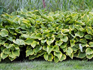 Wall Mural - hosta, funkia, decorative garden plant