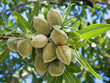 Unrape almond on a tree in Spanish forest. Prunus dulcis.