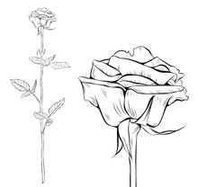 Rose Line Art Silhouette. Single Long Stem Rose Flower. Vector Illustration.