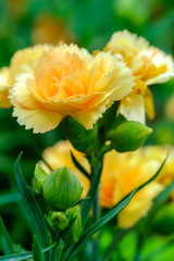 Yellow carnation closeup on a green background.