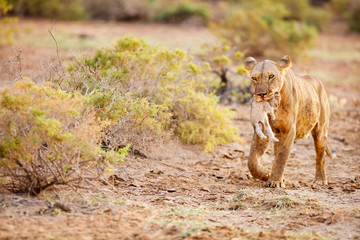 Poster - Female lion with cub