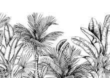Tropical Card With Palm Trees And Banana Leaves. Black And White. Hand Drawn Vector Illustration.