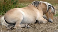 Light Brown Horse Lying Down, Sleeping