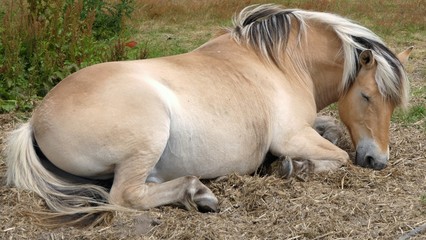 Light brown horse lying down, sleeping