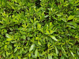 Wall Mural - green foliage on a bush background