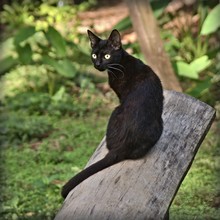 Beautiful Black Cat Portrait In Nature
