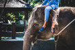 © Daan - Elephant with a human sitting on its head in Indonesia
