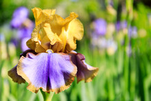 Close-up Of A Flower Of Bearded Iris (Iris Germanica) On The Garden Background. Colorful Iris Flowers Are Growing In A Garden.