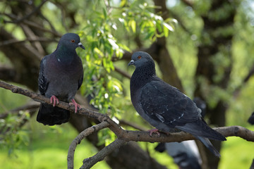 Two beautiful pigeons sitting on a branch on a green background of blurred tree foliage on a sunny summer day