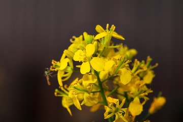 Wall Mural - Rape seed canola flower with bee