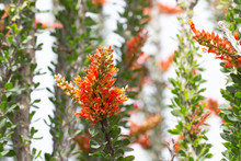 Close Up Of Ocotillo In Bloom With Orange Flowers And Green Leaves
