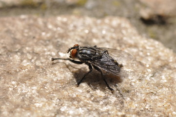 fly insect macro background stone