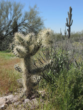 The Many Types Of Cacti To Be Seen On The Apache Trail.