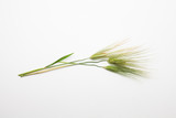 Fototapeta Kwiaty -  Spike of wheat isolated