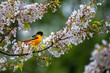 An orange bird sitting on a cherry blossom tree