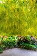 Beautiful Garden with blooming laburnum arch during spring time, Wales, UK