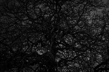Wall Mural - Dead tree and branch on white background. Black branches of tree. Disorganized tree branches. Tangled of life concept. Crazy pattern. Intertwined branch. Complicated and complexity tree. Messy branch