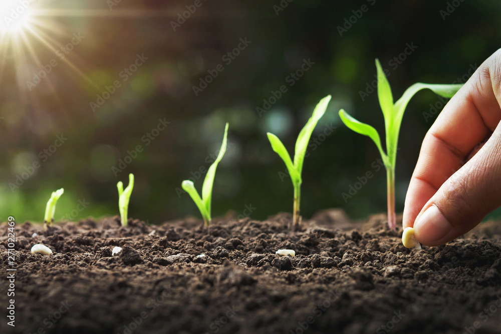 hand planting corn seed of marrow in the vegetable garden with sunshine - obrazy, fototapety, plakaty 
