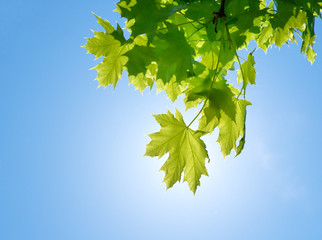 Canvas Print - Spring leaf of maple tree