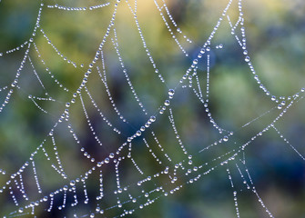  dew on the web