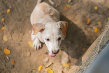 Puppy in Thailand 