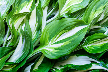 Wall Mural - background with leaves of hosta plant