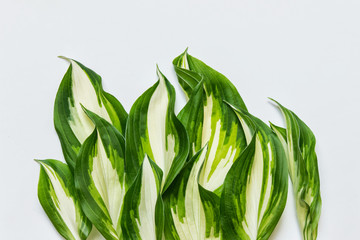 Wall Mural - hosta plant leaves on white background