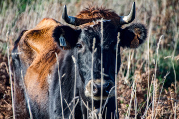 Sticker - portrait of a cow