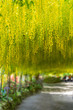 Beautiful Garden with blooming laburnum arch during spring time, Wales, UK