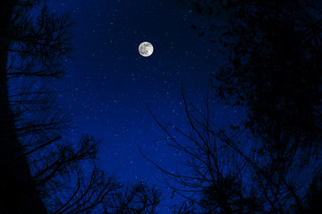 Wall Mural - mountain road through the forest on a full moon night. scenic night landscape of country road at nig