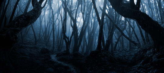 Deep tropical forest in darkness