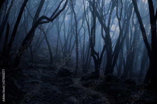 Fotomural Deep tropical forest in darkness