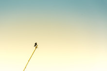 Hecks Grass Finches Bird, Poephila Acuticauda, A Common Species Of Estrildid Finch, Sitting Under Blue Clear Sky In Rajasthan’s Bharatpur Bird Sanctuary, Keoladeo Ghana National Park, A Bird Paradise