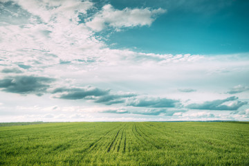 Wall Mural - Countryside Rural Field Meadow Landscape In Summer Cloudy Day. Scenic Sky With Fluffy Clouds On Horizon