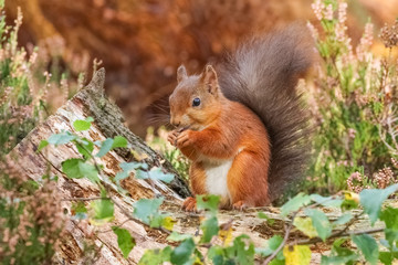 Wall Mural - Red squirrel in Autumnal colours 