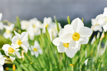 White with yellow flowers Daffodils bloom