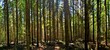 © sebi_2569 - many stems in the fir forest