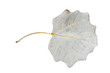 Dried white poplar leaf isolated on white background