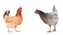 Two Curious Chicken Standing Together Isolated On White Background