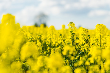 Wall Mural - Spring country landscape. View of the blooming rapeseed field and forest in the background on a clear sunny day. Flowers close up. Latvia